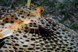 Helmet Gurnard by Martin Dalsaso 